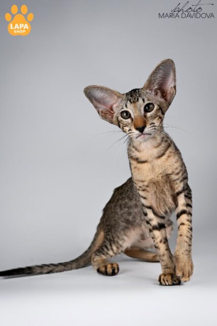 Isis is a Gentle and Friendly Oriental Kitty who Loves Attention and Companionship
