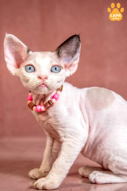 Cute Devon Rex Beauty Luna is Your Source of Endless Joy