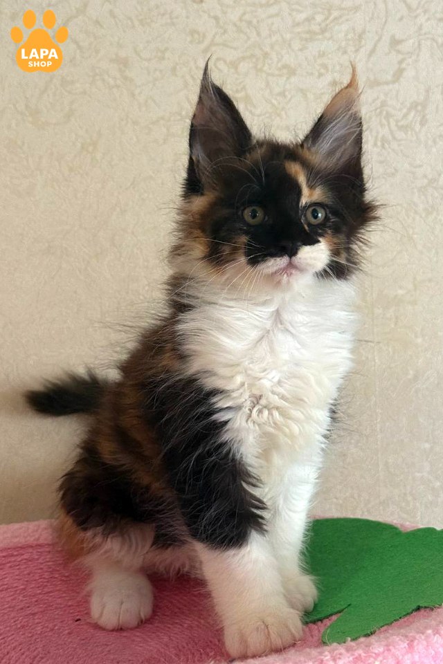 Matilda