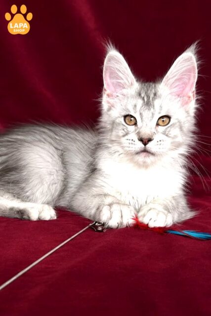 Incredibly Gentle and Well-mannered Maine Coon Cat mco boy 1