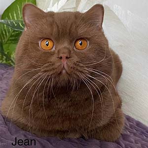 Spectacular British Shorthair Cat Quin in a Cinnamon Coat mom