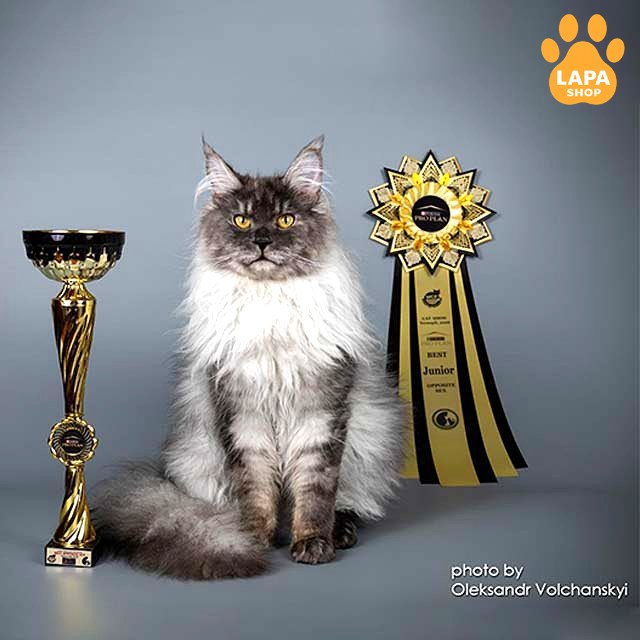 мсо-воу9