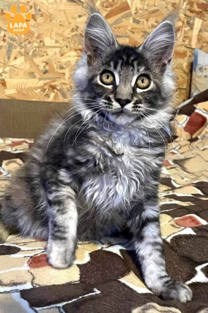 Charming Maine Coon Beauty Phoebe of Tortoiseshell Color
