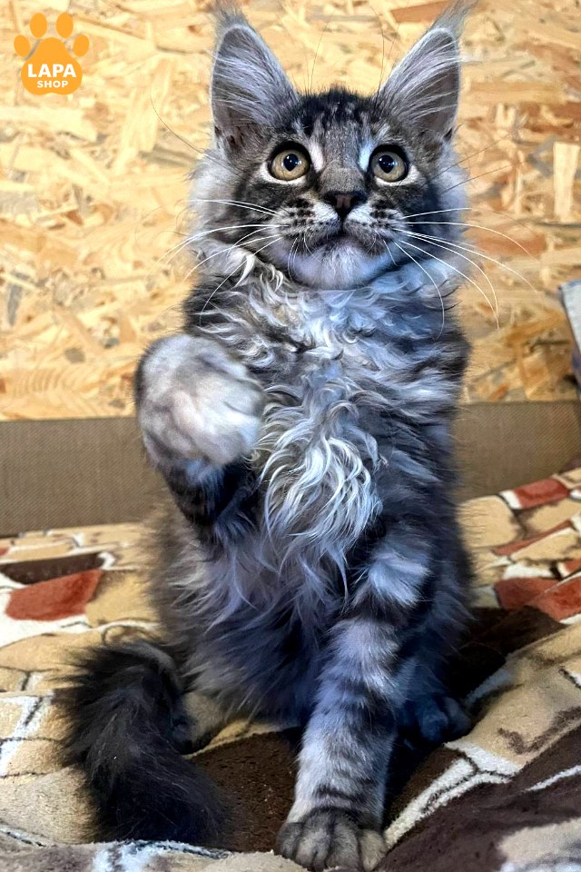 phoebe10008