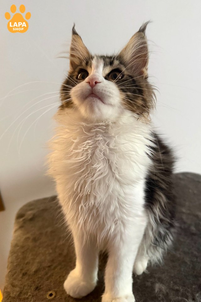 Pixi