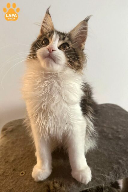 Charming Maine Coon Beauty Pixi with an Ideal Character