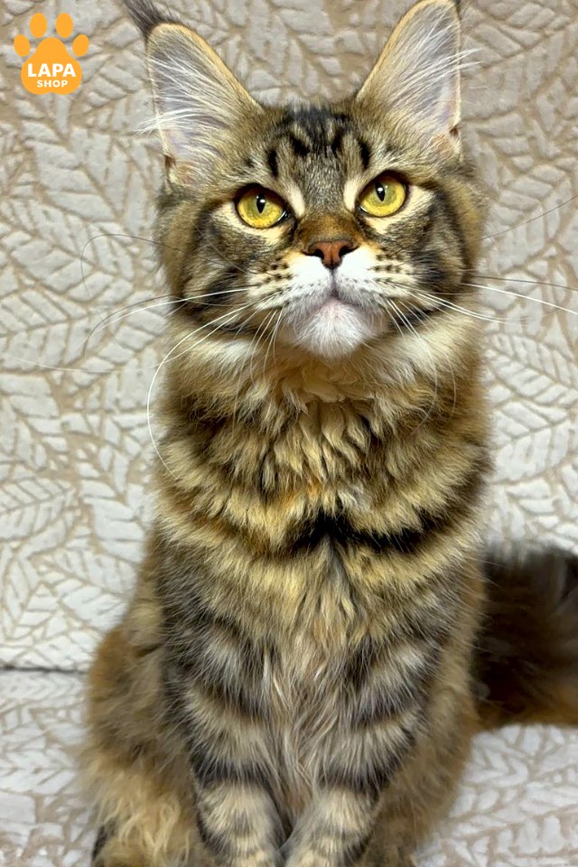 Polly3