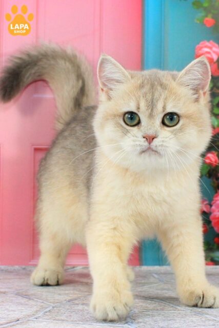 Blue Golden British Kitty Princess Is Waiting for Her Royal Family