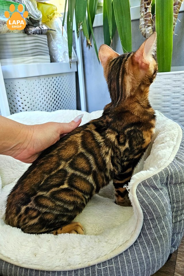 rajah (2)