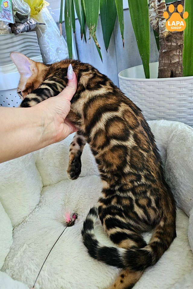 rajah
