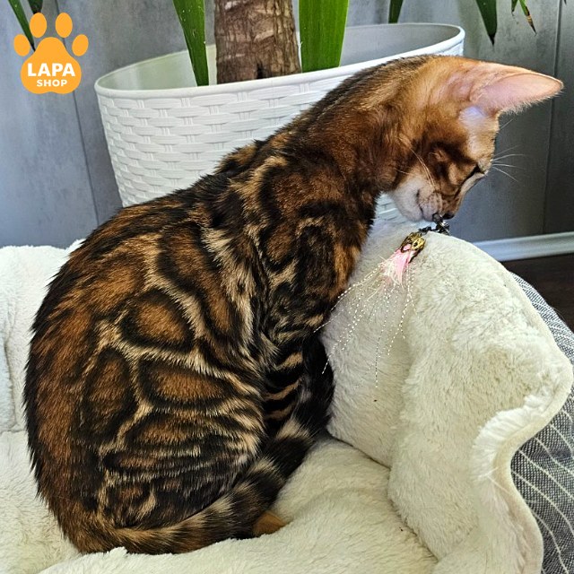 rajah35