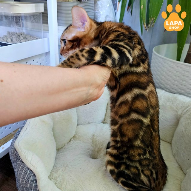 rajah88