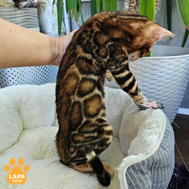 rajah9