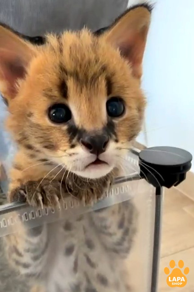 serval-bez-imeni-45