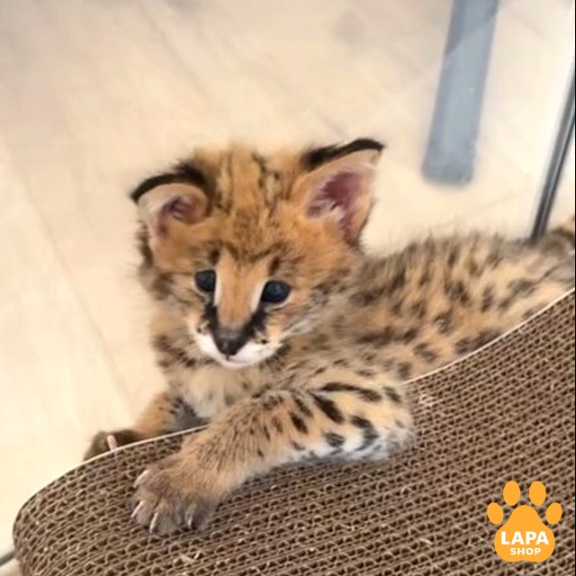 serval-bez-imeni-6