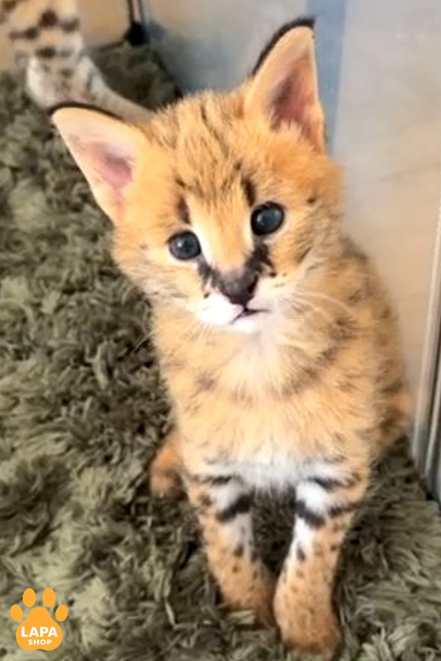 serval-bez-imeni-8