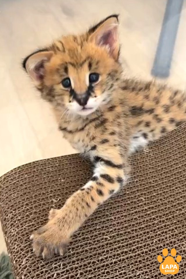 serval-bez-imeni-88