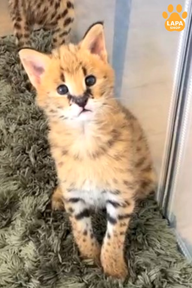 serval-bez-imeni-9