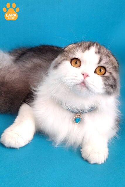 Luxurious Highland Fold Cat Yummi — He is Your Future Favorite
