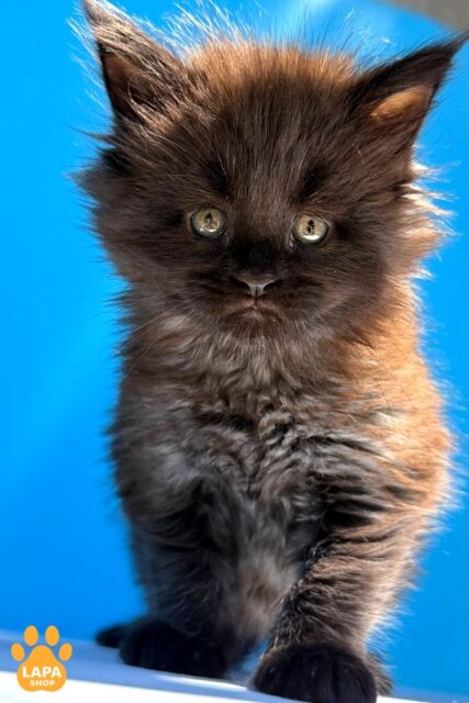 Luxurious Maine Coon Beauty in a Fluffy Smoke Fur Coat Ursa