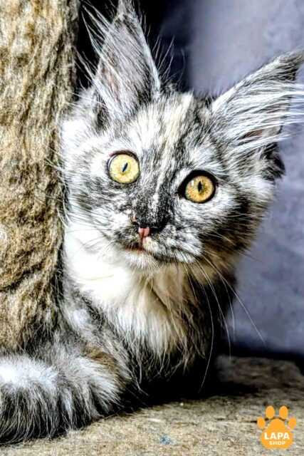 Very Gentle and Affectionate Maine Coon Beauty Westalia, Who Loves Attention and Games