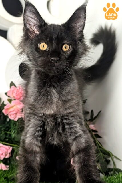 Black Smoke Maine Coon Wizard is a Playful and Observant Cat with Good Breed Data