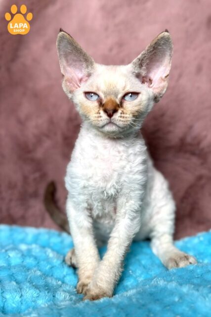 Gentle Devon Rex Beauty Xia is Waiting for a Loving Family