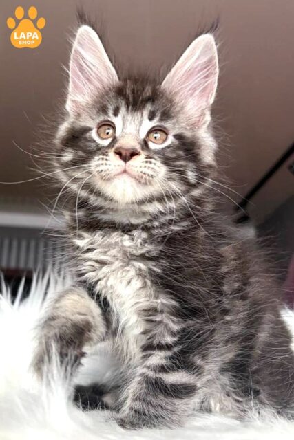 Charismatic Maine Coon Yeager is a Combination of Strength, Grace, and Purebred Beauty