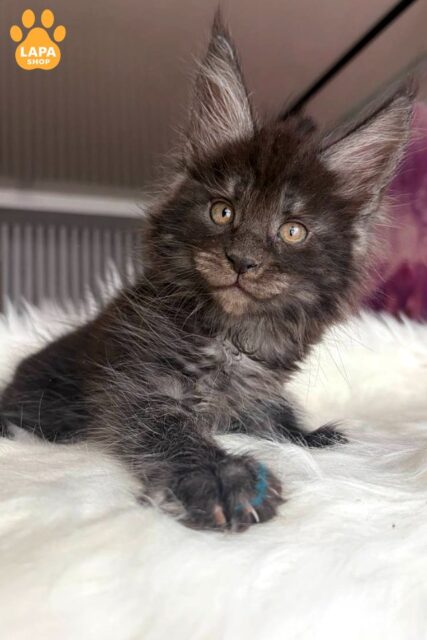 Maine Coon Ymir — Handsome in a Smoky Coat