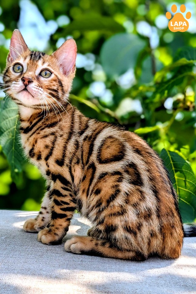 Zeus 0