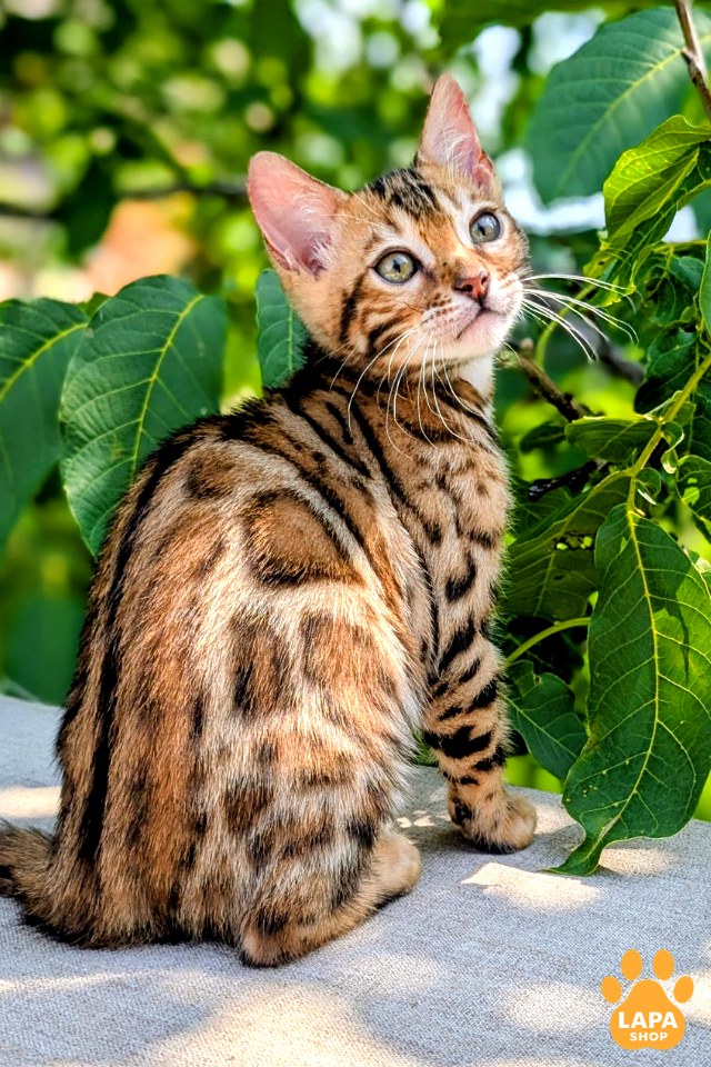 Zeus 9