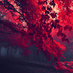 G T Avatar